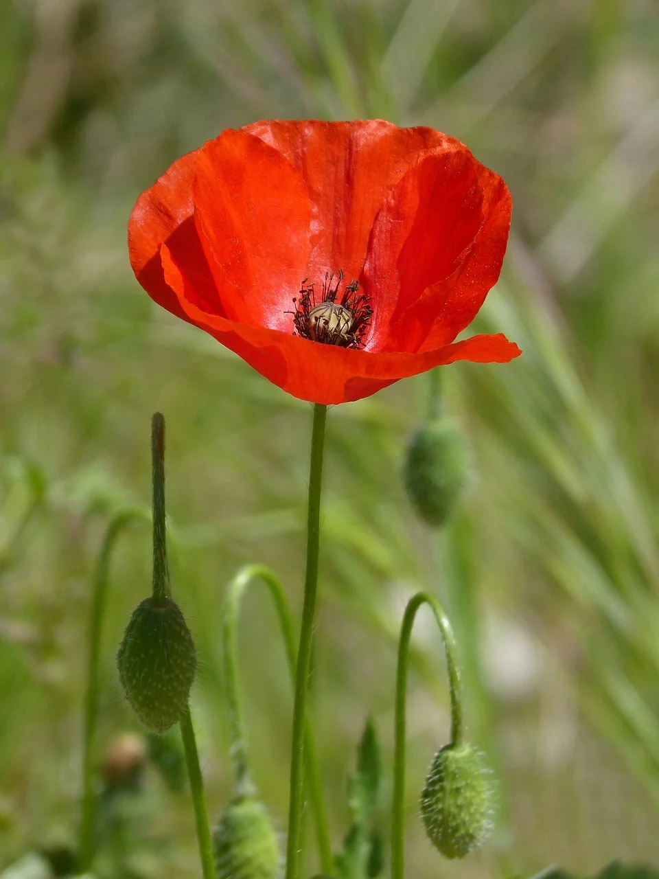 poppy-3331096_1280.jpg